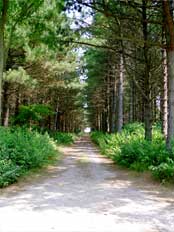 Waldweg